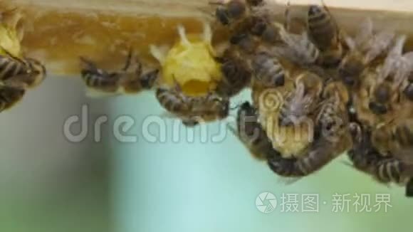 高清蜂窝上的蜜蜂近景视频