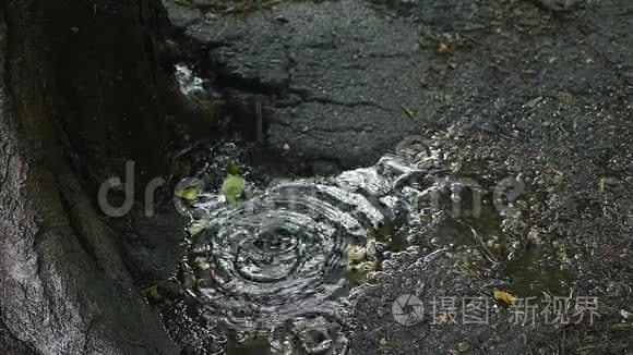 雨点滴落在树旁的水坑里视频