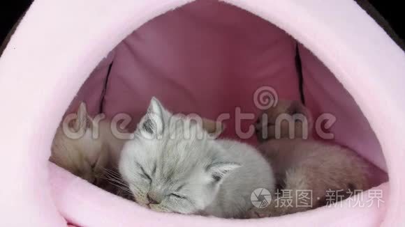 猫睡在宠物帐篷里视频
