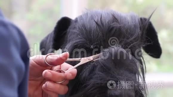 狗眼睛周围毛发修饰的特写镜头视频