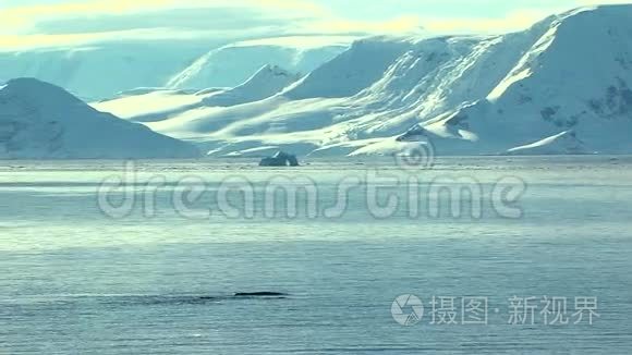 南极海洋中的鲸鱼视频