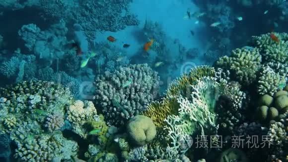 海底鱼类的珊瑚礁视频