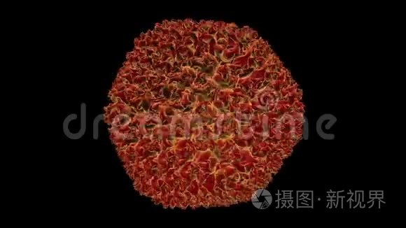 腺病毒视频素材