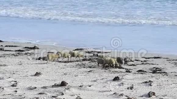 福克兰群岛的绵羊饲养。