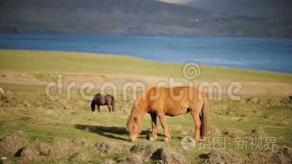 美丽的冰岛姜马在草地上放牧。 城外临水的动物养殖场..