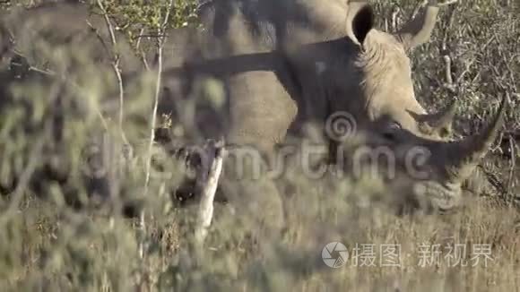 一群濒临灭绝的犀牛离开视频