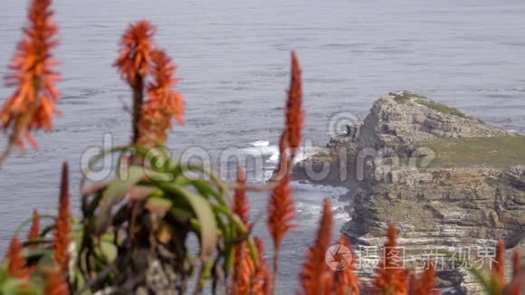 戴斯海滩附近前景的芦荟视频