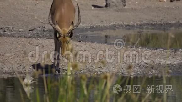 红嘴牛虫以黑斑羚公羊昆虫为食视频