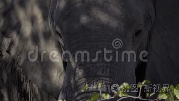 在树荫下近距离观看大象的头部视频