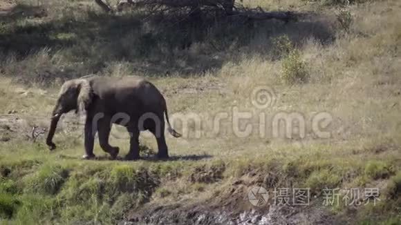 三头大象在长满青草的河岸上视频