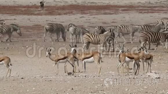 斯普林博克羚羊和平原斑马视频