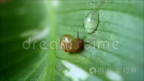 小蜗牛在绿叶上爬到水滴上，打破水滴，慢慢地喝水