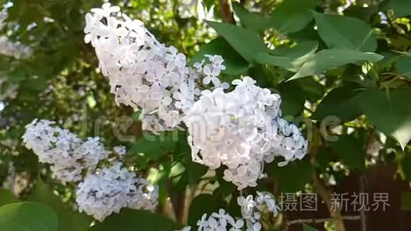 丁香花枝芳香季慢性户外清新视频