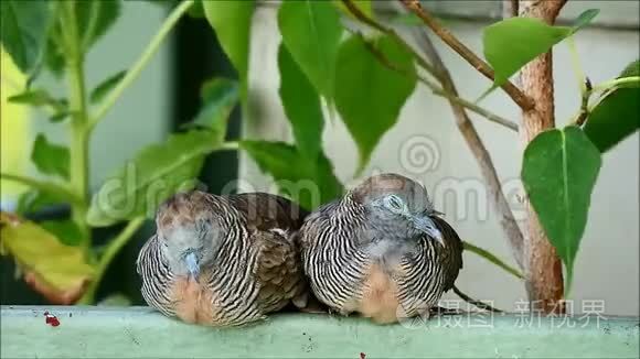 在一个多风的日子里，沉睡的野生斑马Dove Geopelia条纹夫妇在阳台上并排放松，曼谷