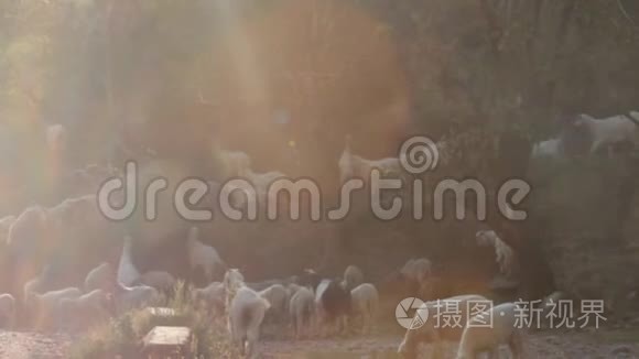 喜玛拉雅山山坡上喂羊和灰羊视频