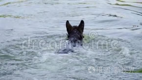 狗在水里游来游去拿棍子视频