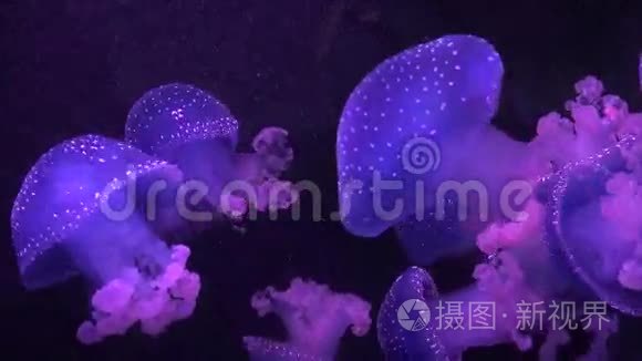 水母和水下海洋生物视频