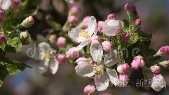 粉红色的花开着苹果树视频