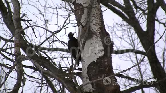 啄木鸟寻找幼虫并打树干视频