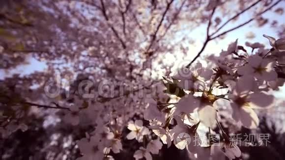 日本东京上野公园樱花视频