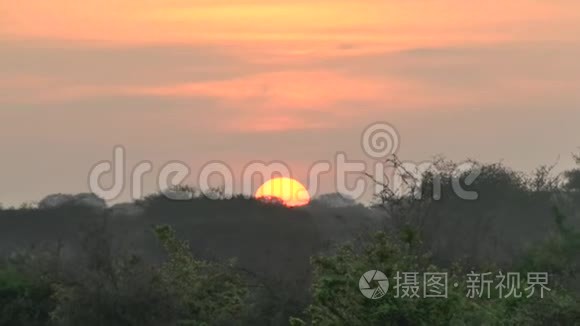 肯尼亚萨凡纳野生动物园日出视频