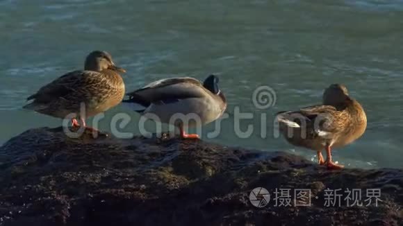 鸭子坐在海里的岩石上视频