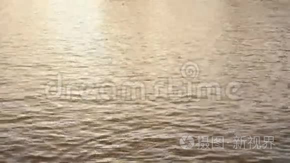 平静的湖面上孤独的鸭子视频