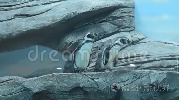 动物园里的洪堡企鹅视频