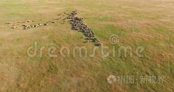 一大群绵羊和山羊视频