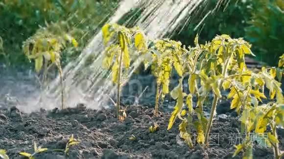 花园里的番茄芽是用软管浇水的. 不同的水滴落在幼苗上