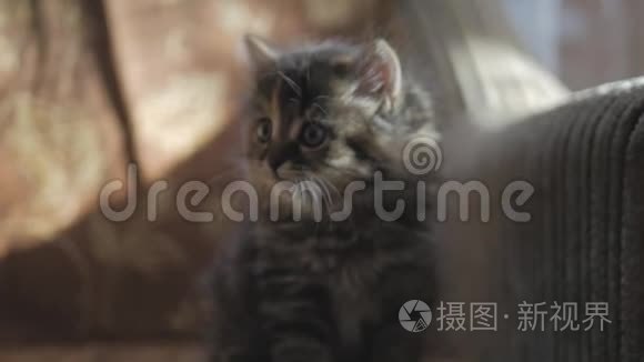 可爱的波斯小猫在家。 好奇的灰色小猫。 小宠物。