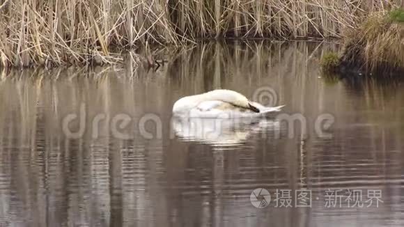 单只天鹅在湿地水面游泳视频