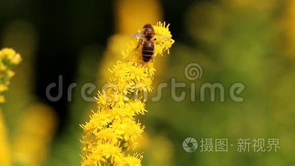 蜜蜂和其他在黄金黄处的昆虫视频