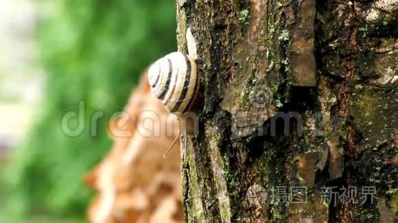 蜗牛在树上活动