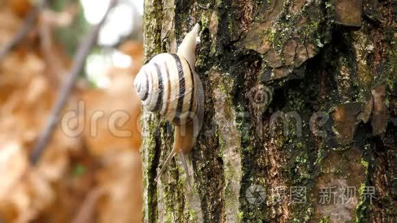 蜗牛在树上活动视频