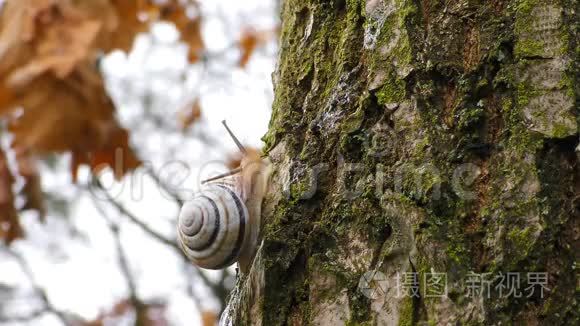 蜗牛在树上活动视频