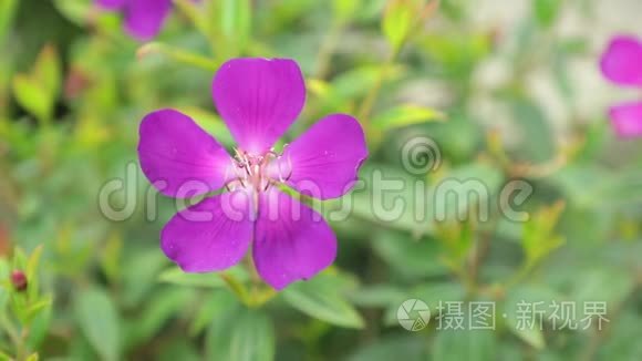紫色公主花和绿色紫罗兰高清版