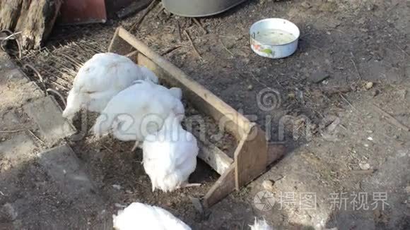 在农场院子里吃东西的白母鸡视频