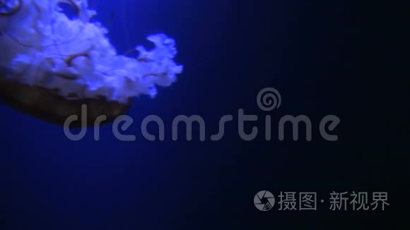 发光的水母在黑暗的水中漂流