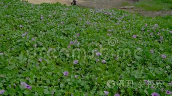 蝴蝶飞过粉红色的花视频