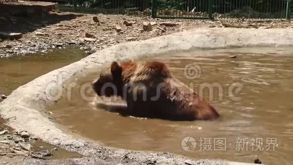 布朗熊在池塘的保护区里玩耍视频