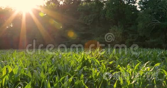 绿色玉米田太阳飞虫视频