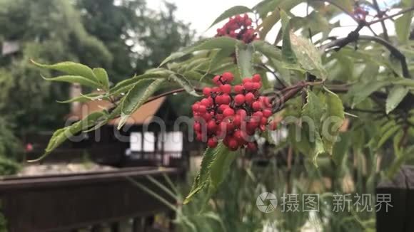 街上洒满绿叶的红色Viburnum