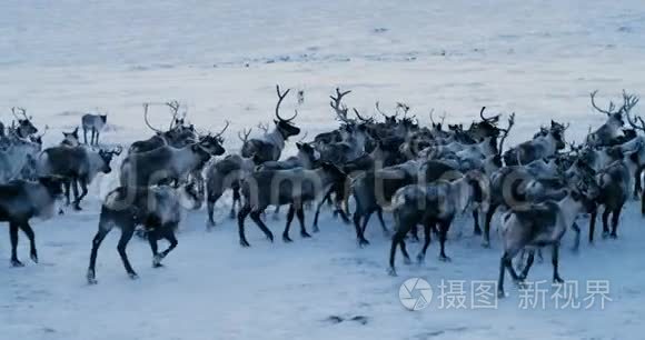 鸟瞰成群的驯鹿，它们在冻土带的雪地上奔跑。 红色史诗。 慢动作。 4k