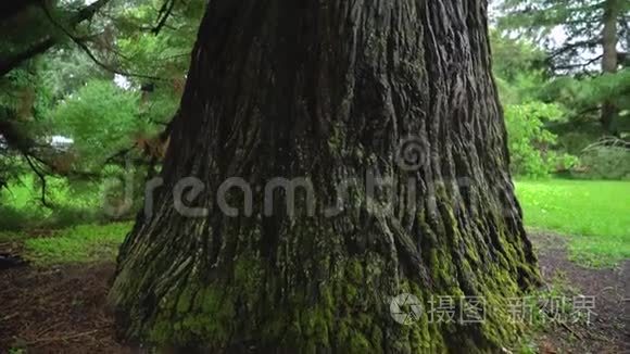 沿着一棵老大树的树干飞行