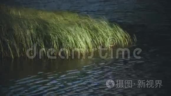 阳光下湖中的植物视频