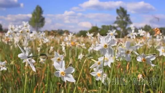 生长在春田中的白水仙.. 开花水仙花田