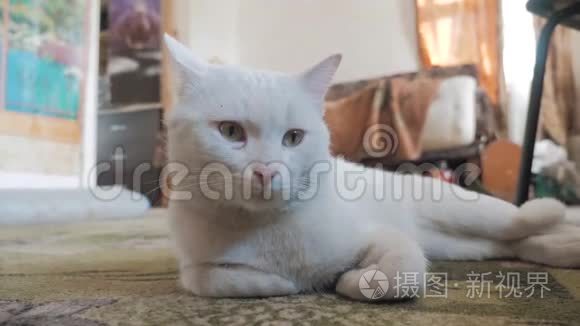 躺在房间地板上的老白猫.. 旧概念猫生病宠物。 猫躺在地板上改变了他的生活方式