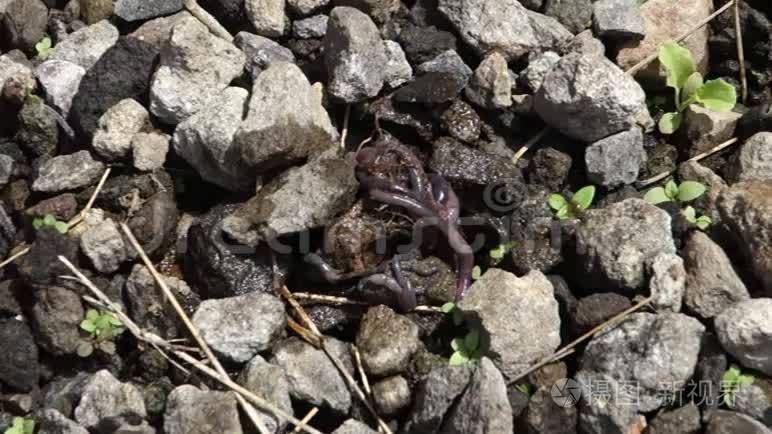 为加勒比的一个水培项目提供营养的蠕虫短视频