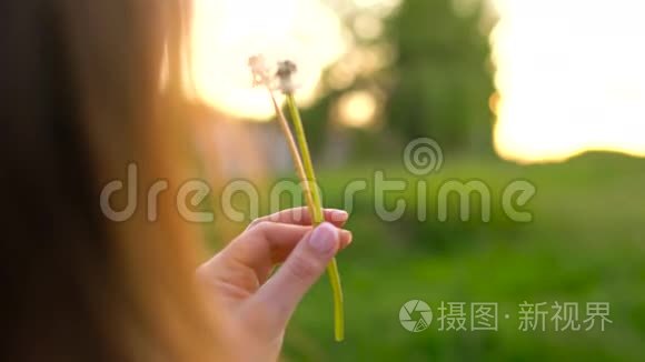 美女在夕阳下吹蒲公英视频